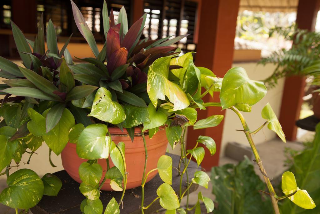 Windy Hill Resort San Ignacio Exteriér fotografie